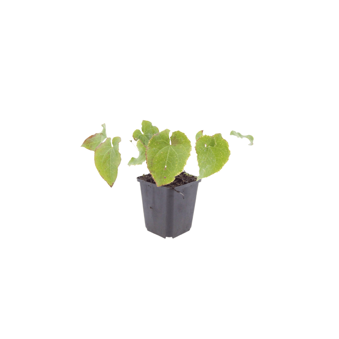Sechs Everspring Epimedium perralc. &