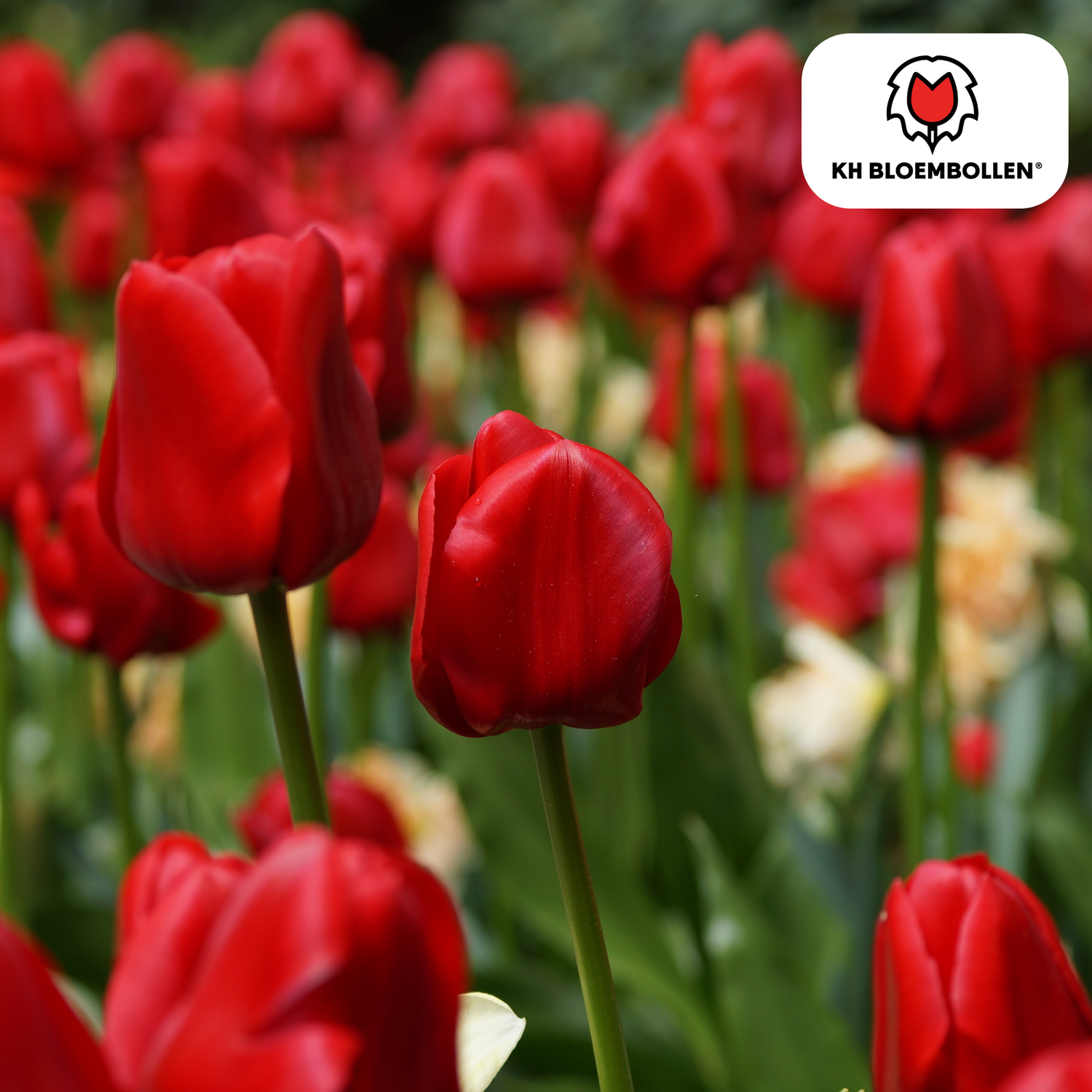 Tulpenzwiebeln Ile de France – 20er-Pack | Kräftig Rot &amp; Elegant