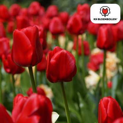Tulpenzwiebeln Ile de France – 20er-Pack | Kräftig Rot &amp; Elegant