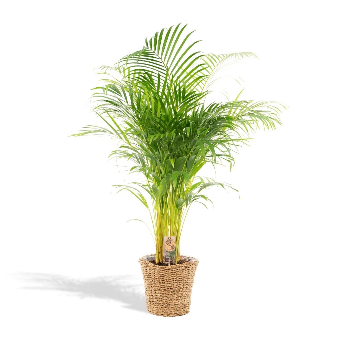 Areca - Palme 110cm mit Topf – Goldfruchtpalme für gesunde Raumluft - Wurzelwerk Design