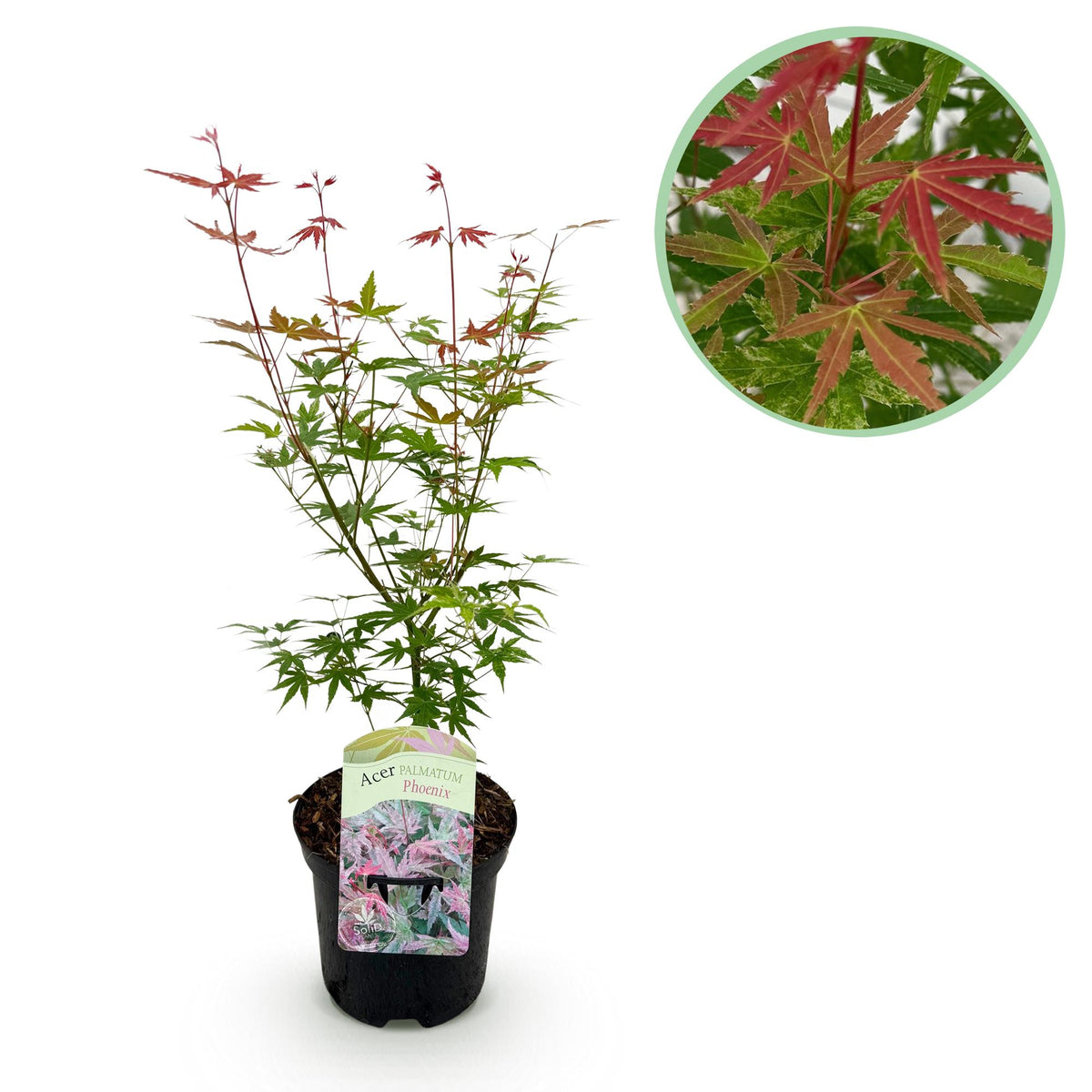 Japanischer Ahorn Acer palmatum Phoenix mit rosa Blättern, in 19cm Topf, laubabwerfend, Höhe 70cm, Everspring pflanze