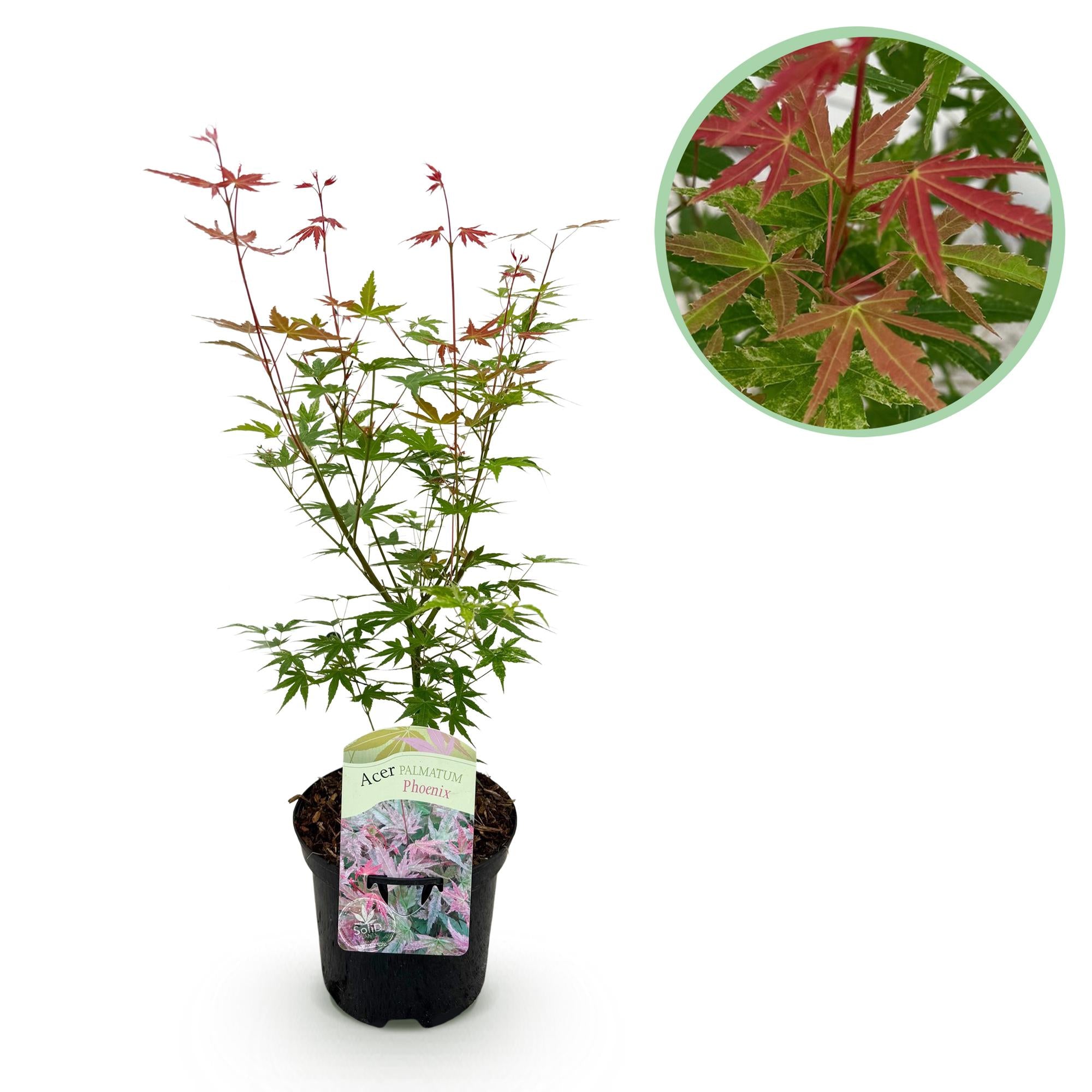 Japanischer Ahorn Acer palmatum Phoenix mit rosa Blättern, in 19cm Topf, laubabwerfend, Höhe 70cm, Everspring pflanze