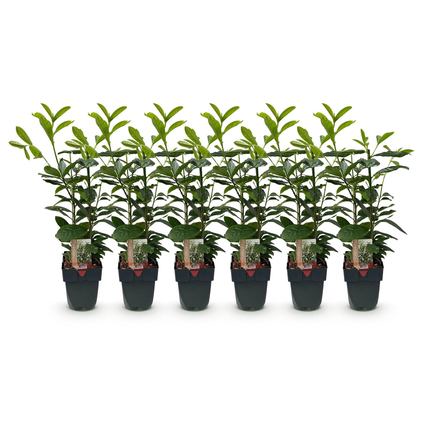 Kirschlorbeer Novita – Prunus laurocerasus online kaufen | 6 Pflanzen für 1 m Hecke, immergrün &amp; frosthart – Wurzelwerk Design