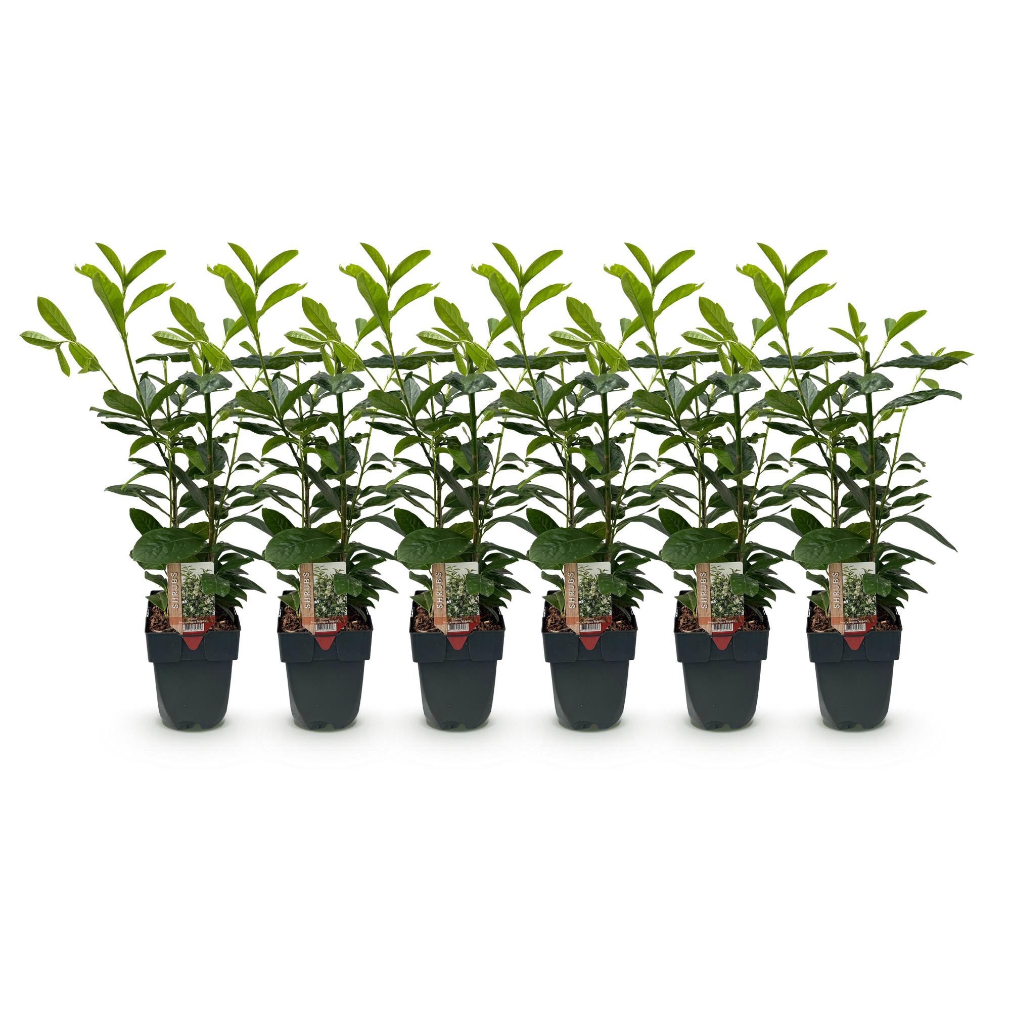 Kirschlorbeer Novita – Prunus laurocerasus online kaufen | 6 Pflanzen für 1 m Hecke, immergrün &amp; frosthart – Wurzelwerk Design