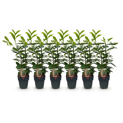 Kirschlorbeer Novita – Prunus laurocerasus online kaufen | 6 Pflanzen für 1 m Hecke, immergrün &amp; frosthart – Wurzelwerk Design
