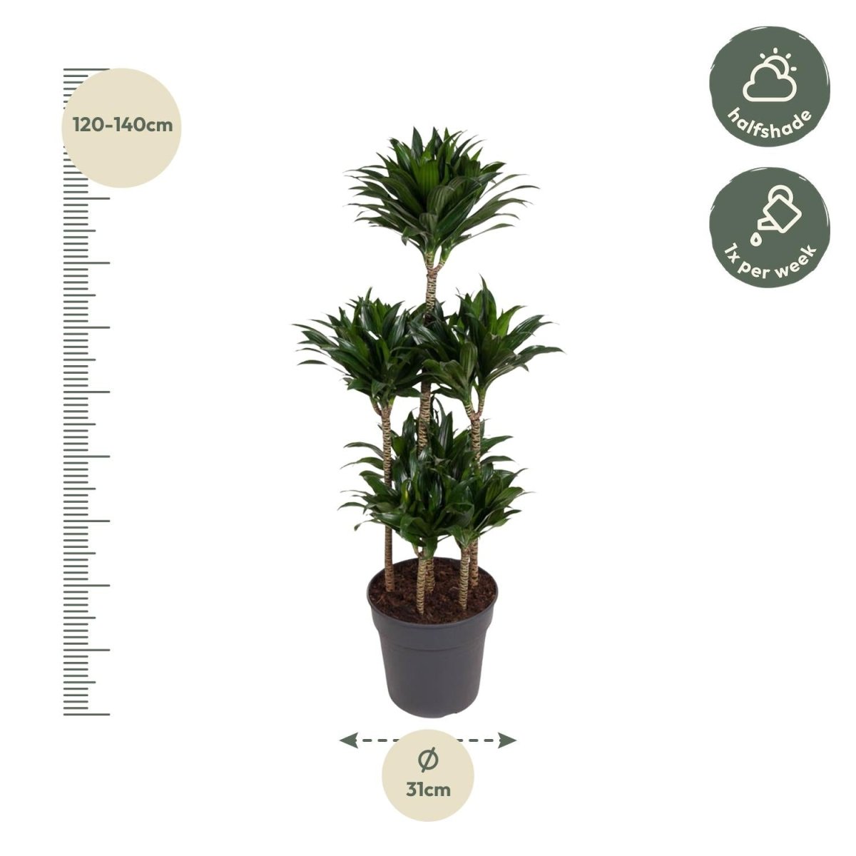Dracaena Compacta – Pflegeleichte Zimmerpflanze für dein Zuhause - Wurzelwerk Design