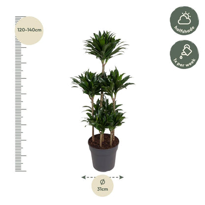 Dracaena Compacta – Pflegeleichte Zimmerpflanze für dein Zuhause - Wurzelwerk Design
