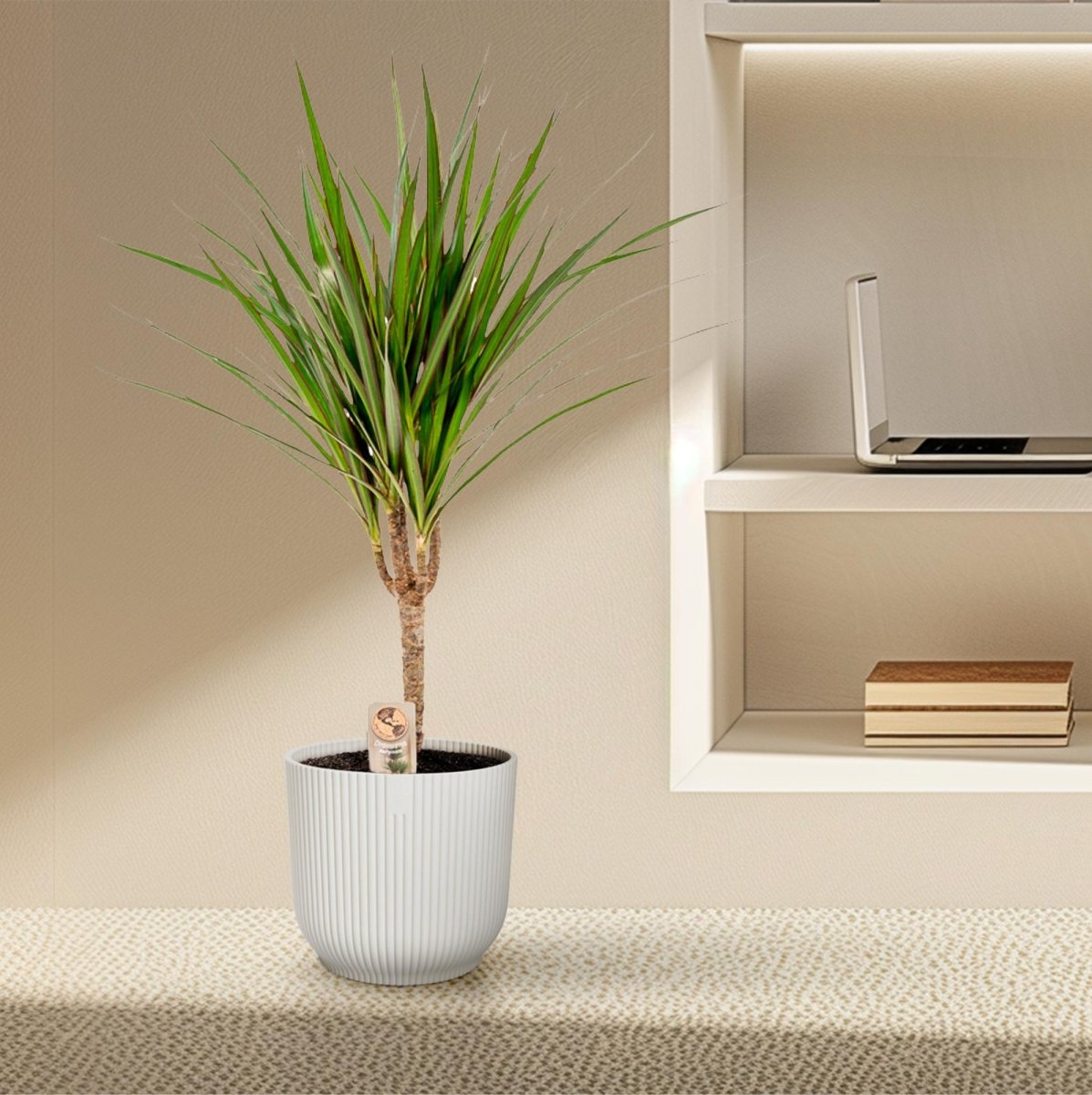 Dracaena Marginata 90 - 220 cm – Pflegeleichter Drachenbaum - Wurzelwerk Design