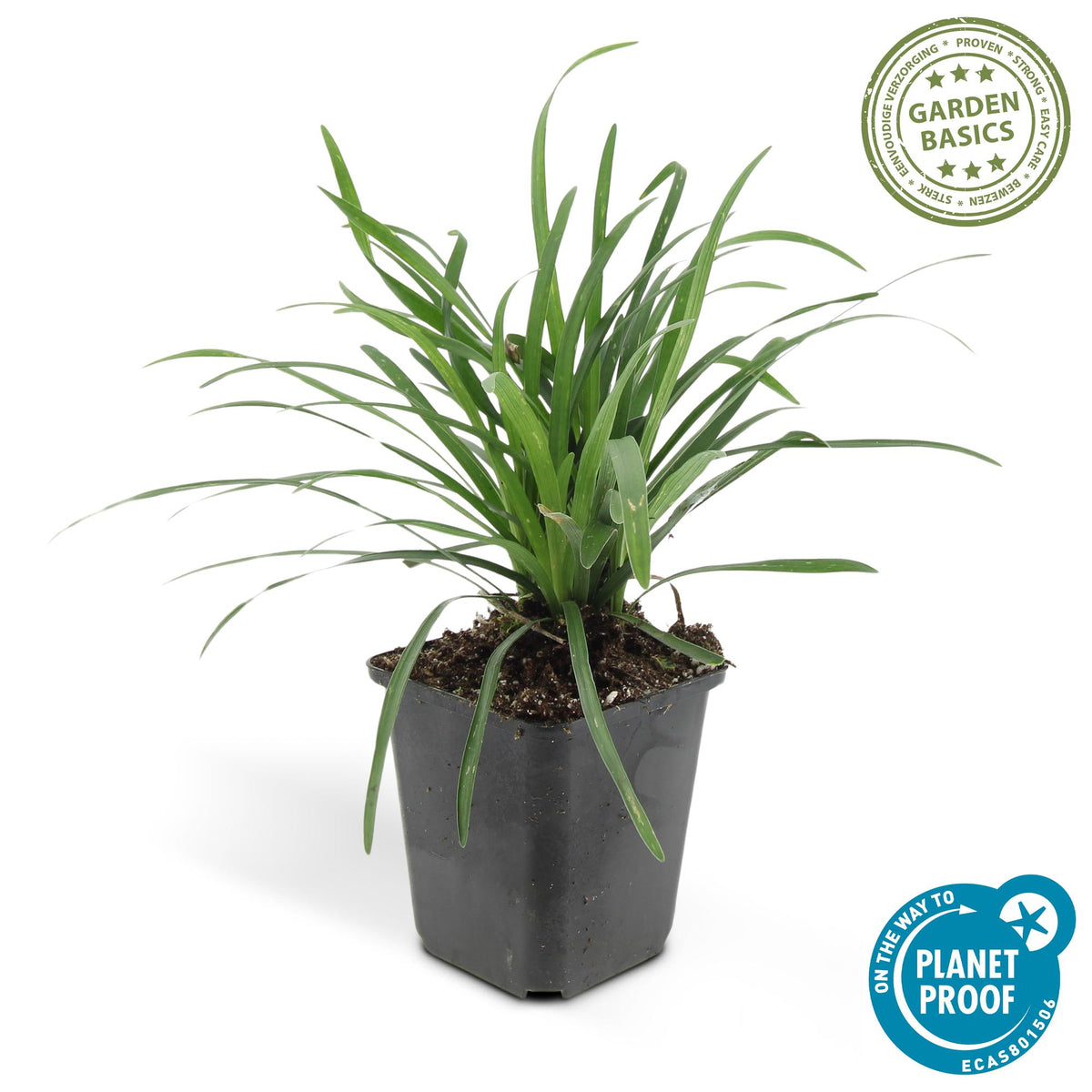 Sechs Liriope muscari &
