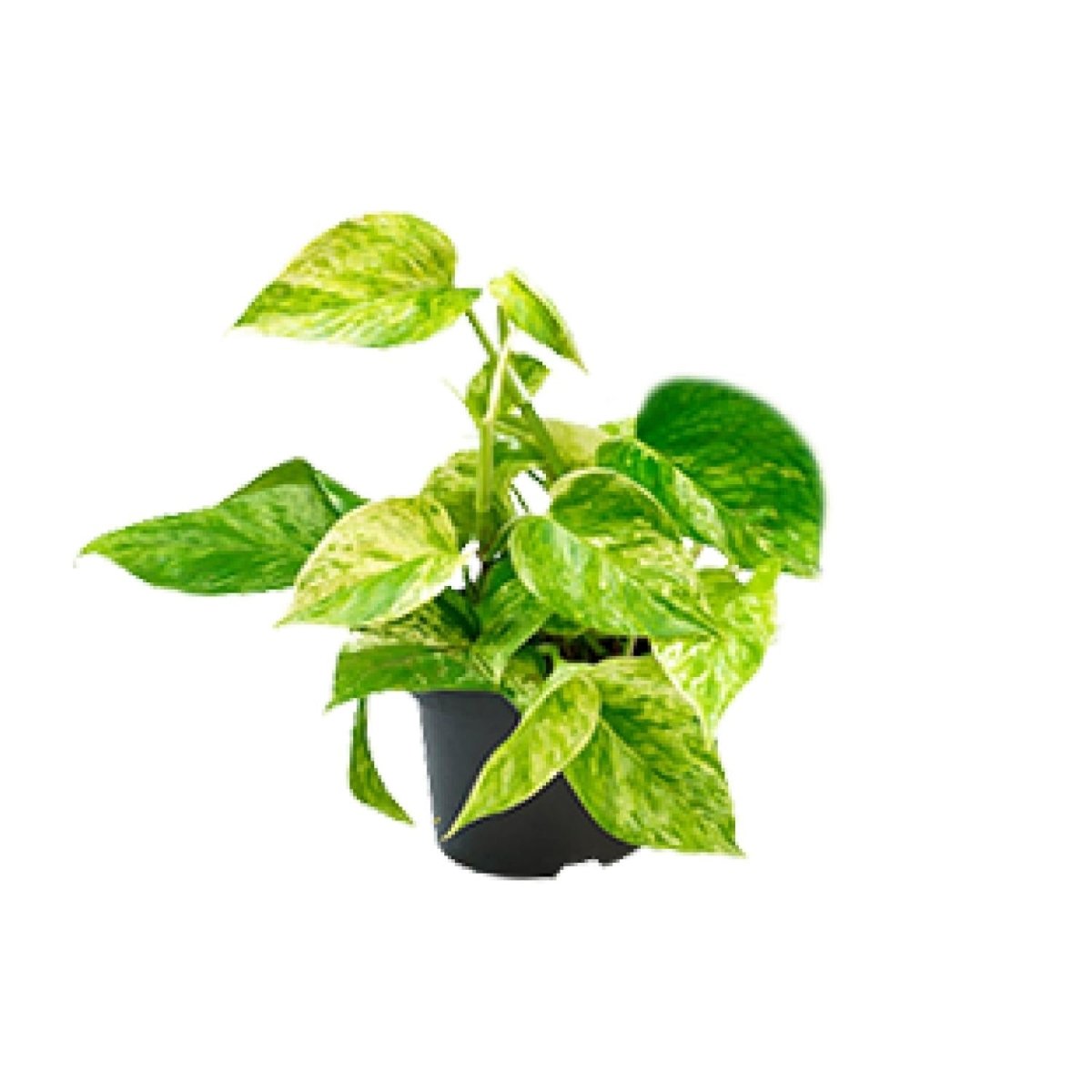 Epipremnum Marble Queen - Scindapsus - Ø15cm - ↕25cm - Ø12 - ↨15cm - Wurzelwerk Design