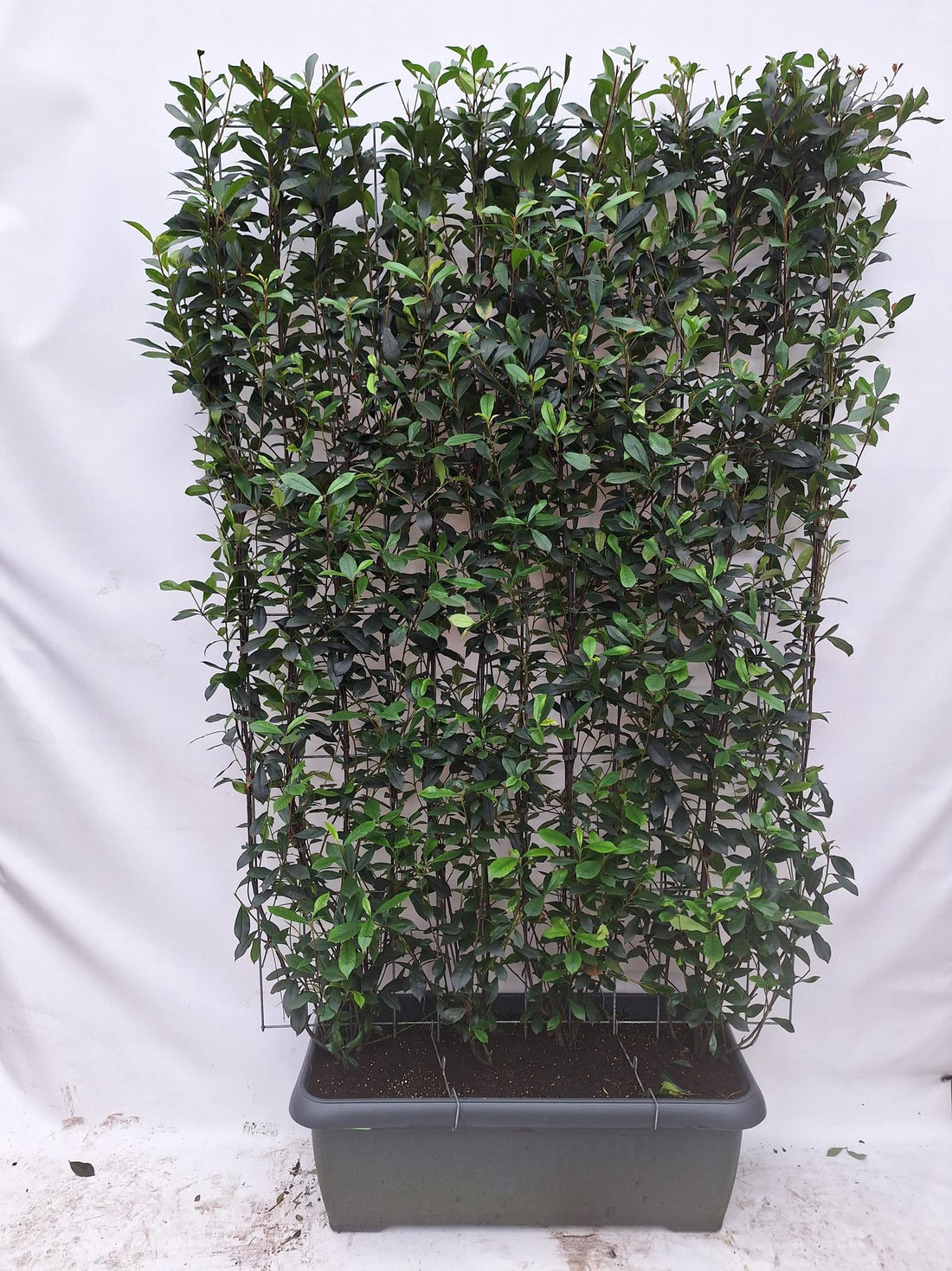 Photinia fraseri &