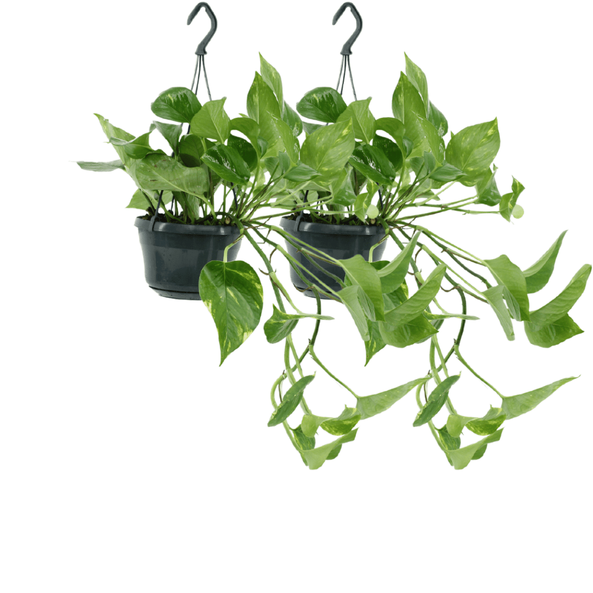 2x Epipremnum Aureum - Scindapsus - 25cm - ø15 - Wurzelwerk Design