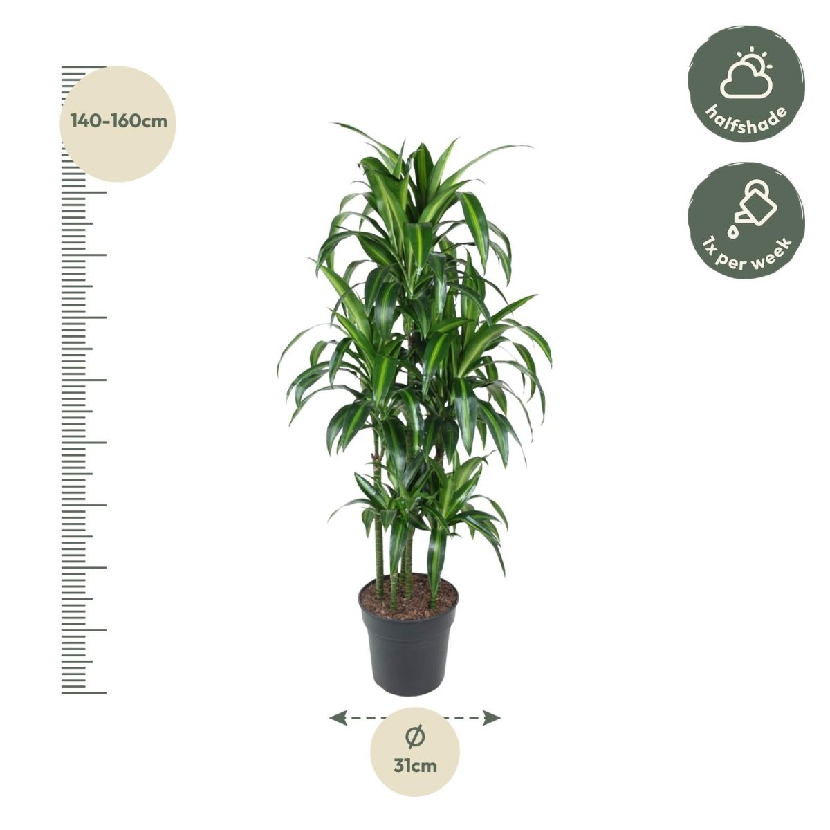 Dracaena Hawaiiana – Exotische Zimmerpflanze mit tropischem Flair - Wurzelwerk Design