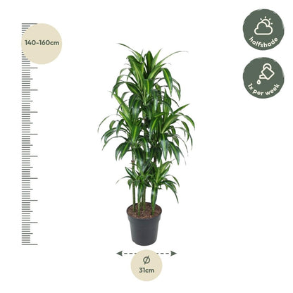 Dracaena Hawaiiana – Exotische Zimmerpflanze mit tropischem Flair - Wurzelwerk Design
