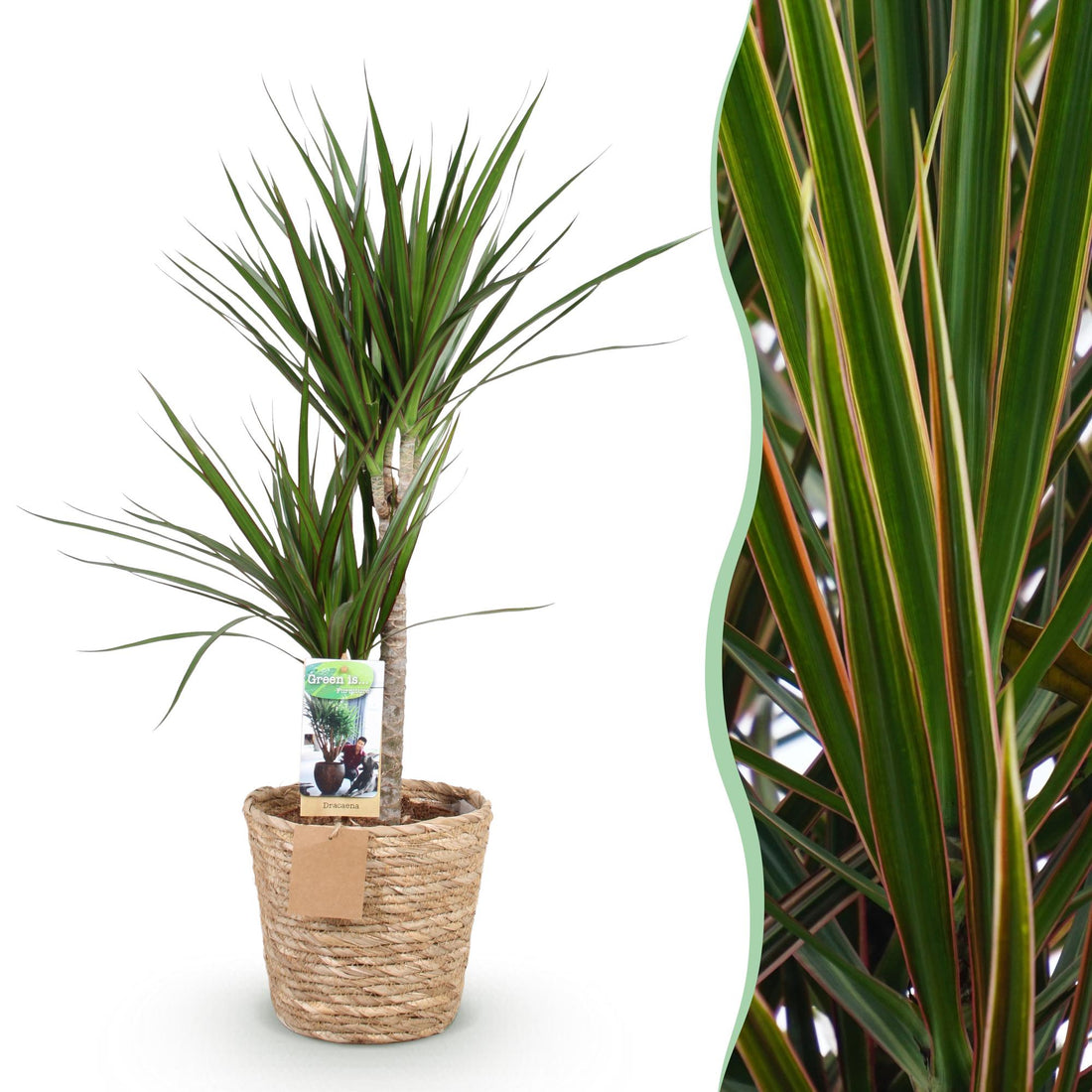Everspring Dracaena Marginata Drachenblutbaum in Korb, 90-100cm hoch, grüne Blätter mit roten Trieben, Zimmerpflanze