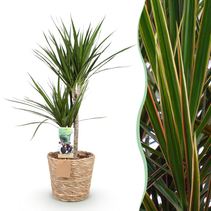 Everspring Dracaena Marginata Drachenblutbaum in Korb, 90-100cm hoch, grüne Blätter mit roten Trieben, Zimmerpflanze