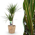 Everspring Dracaena Marginata Drachenblutbaum in Korb, 90-100cm hoch, grüne Blätter mit roten Trieben, Zimmerpflanze