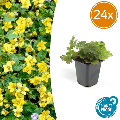 24x Waldsteinia ternata – Immergrüner Bodendecker für Beete &amp; Gehölzränder – Höhe 10–25 cm – Ø 9 cm