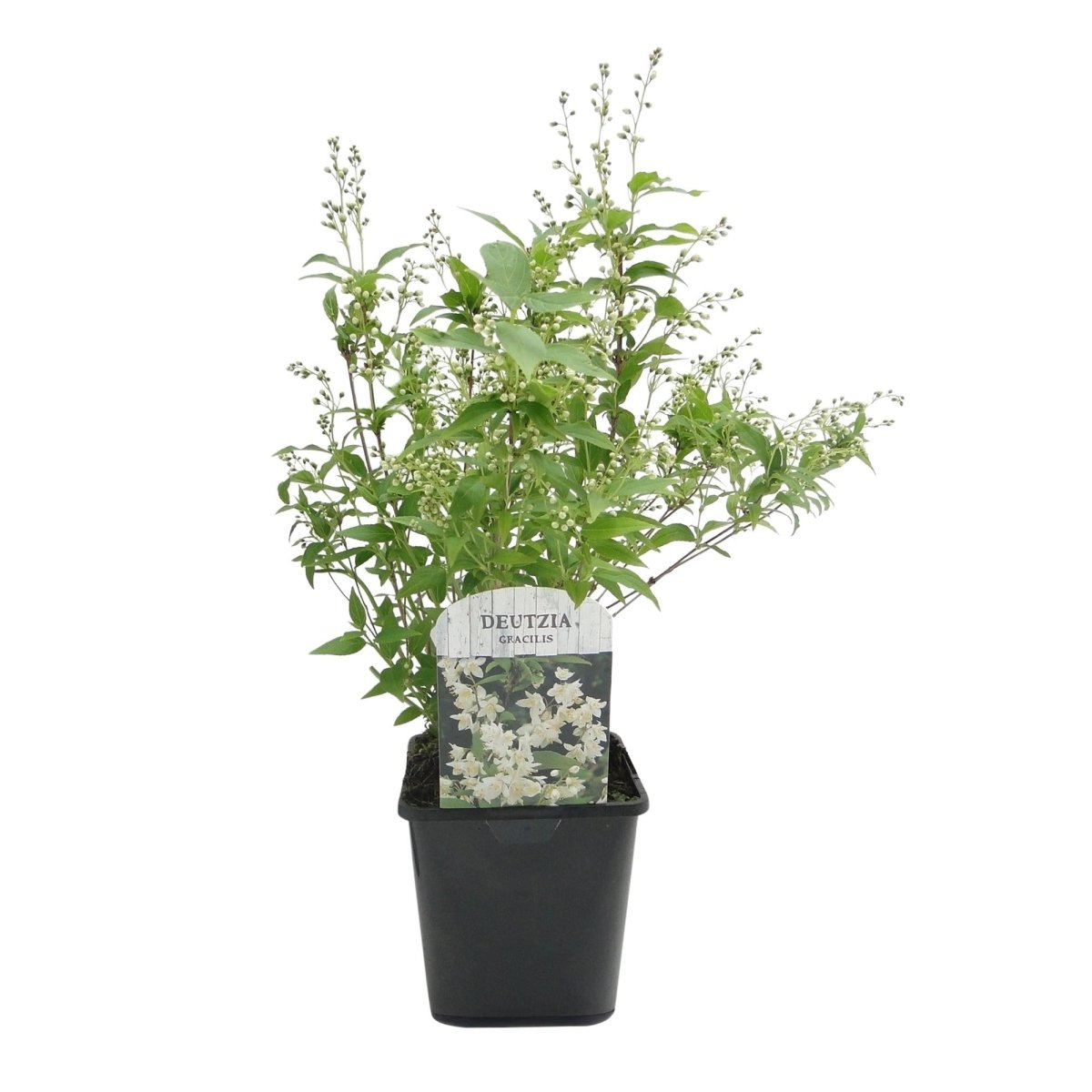 Deutzia Gracilis - Blüte Weiß - 1 Pflanze - Laubabwerfend - Wenig Pflege - Topf 17cm Höhe 45cm - Wurzelwerk Design