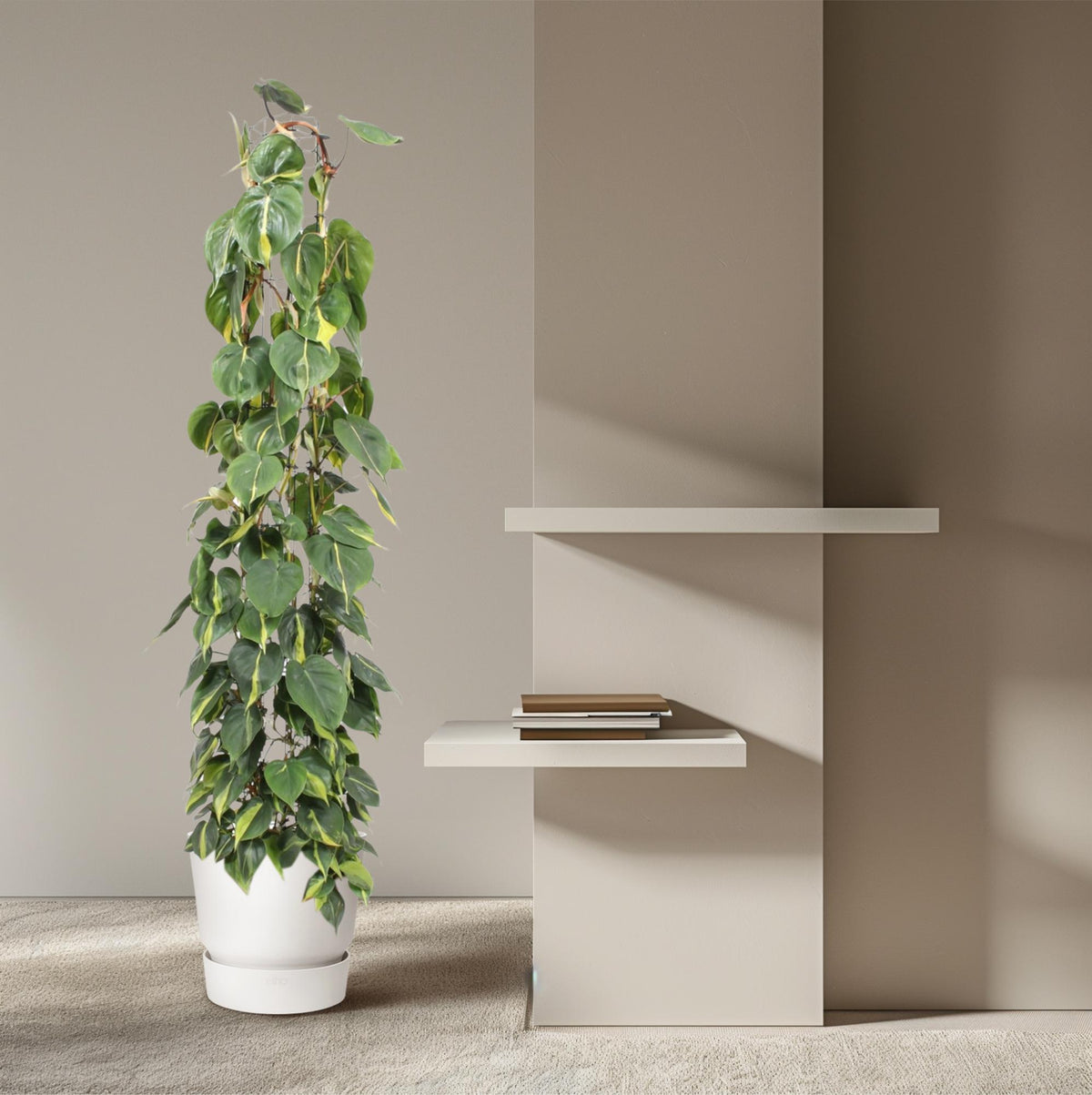 Everspring Philodendron Scandens Brasil gaasrek, 160 cm, grüne Pflanze mit langen Ranken, Topf mit Blättern, dekorativ und lebendig.