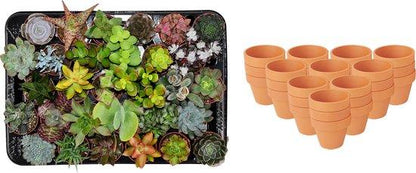 Mini Sukkulenten-Mix in Terrakottatöpfen, 30 Stück, Ø 8,1 cm, Höhe 5-10 cm, von Everspring