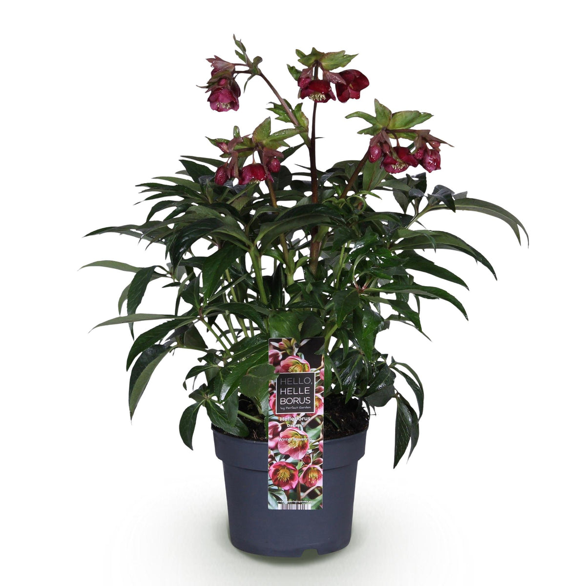 Lenzrose &