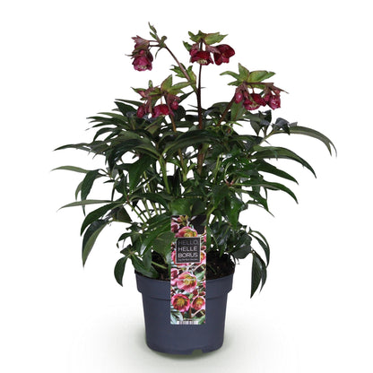Lenzrose &