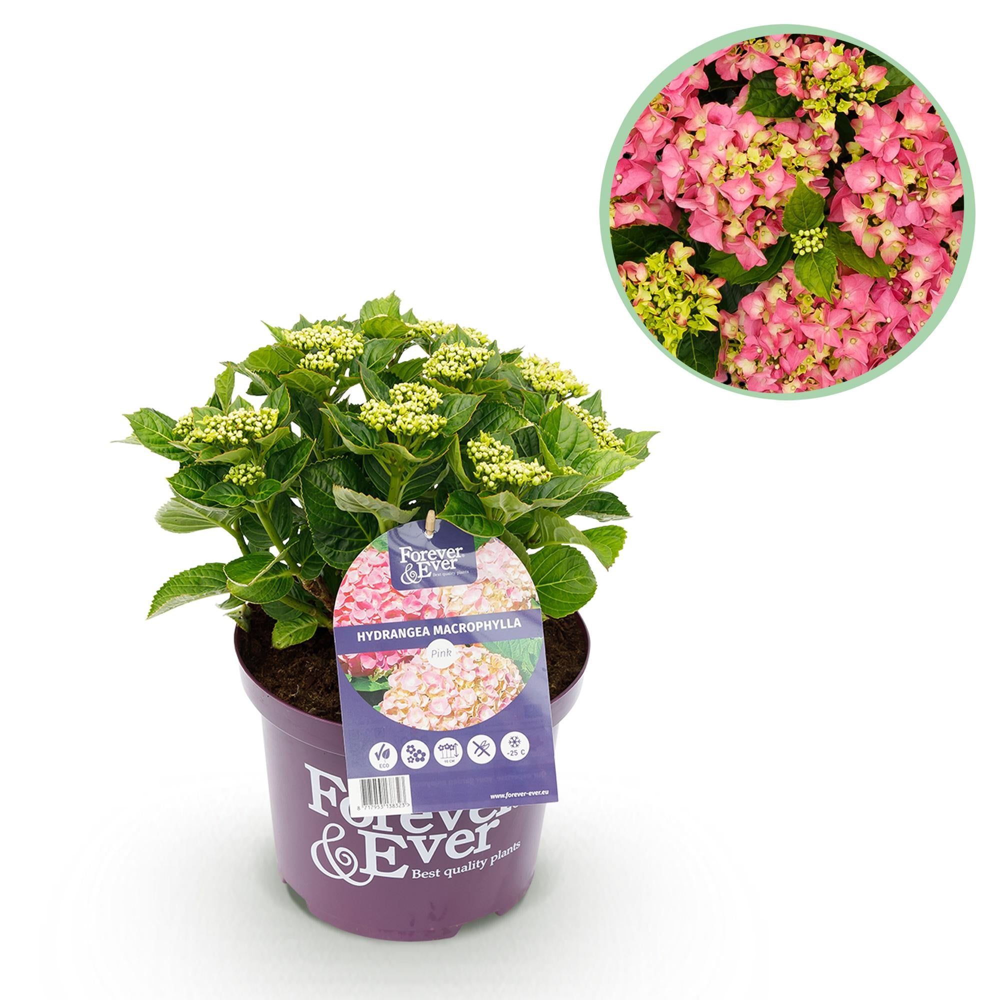 Hydrangea Forever &amp; Ever in rosa, Topf 23cm, blühende Hortensie mit 7-12 Blüten, Höhe 55cm, Everspring Pflanzen