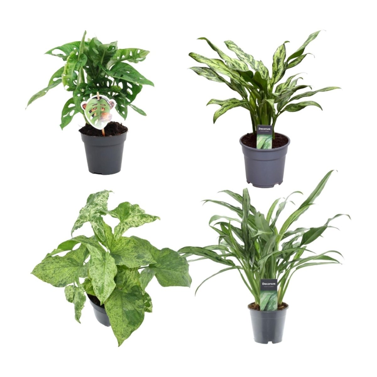 Pflanzenmix 4er - Set – Monstera, Aglaonema &amp; Syngonium - Wurzelwerk Design