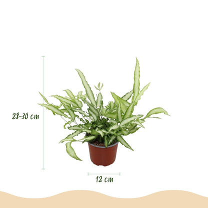 Schwertfarn kaufen | Pteris cretica Albolineata – Topf Ø 12 cm, Höhe 20 cm - Wurzelwerk Design