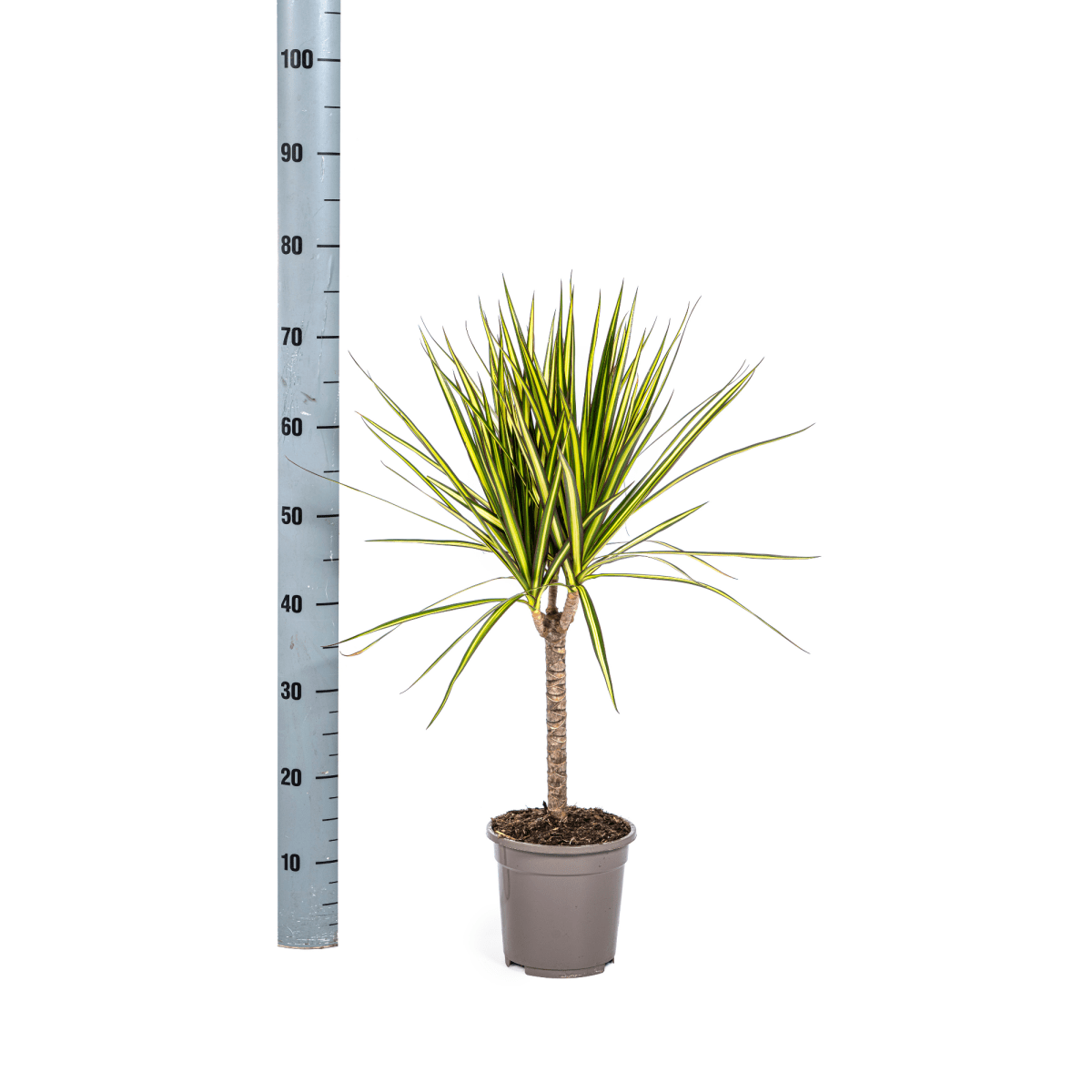 Dracaena Marginata Sunray Ø 17 cm - Höhe 60 - 80 cm - Wurzelwerk Design