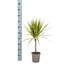 Dracaena Marginata Sunray Ø 17 cm - Höhe 60 - 80 cm - Wurzelwerk Design