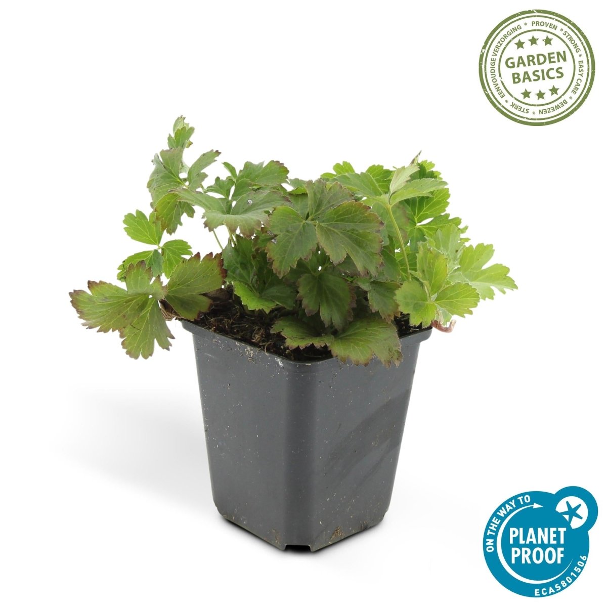 24x Waldsteinia ternata – Immergrüner Bodendecker für Beete &amp; Gehölzränder – Höhe 10–25 cm – Ø 9 cm - Wurzelwerk Design