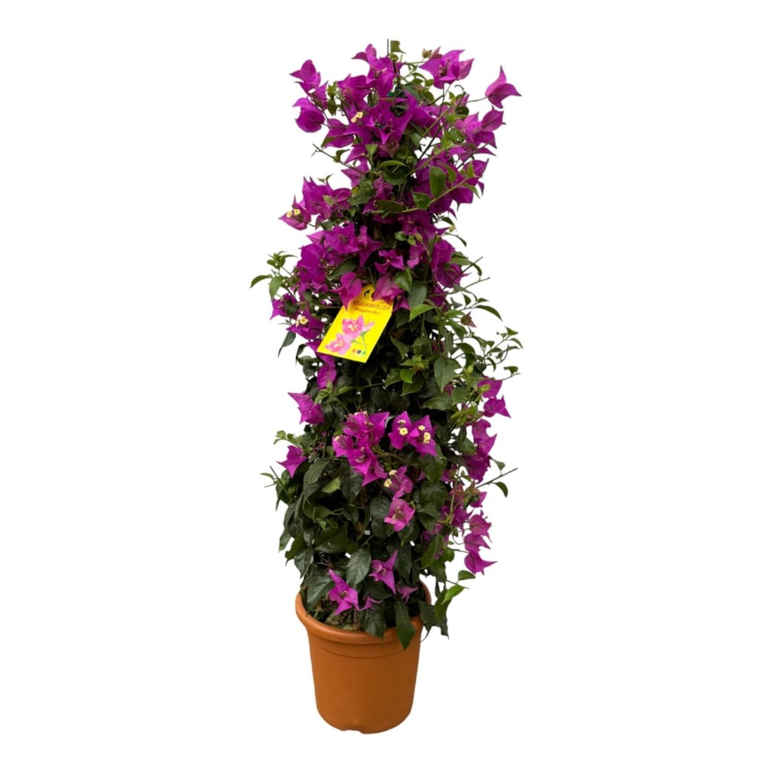 Bougainvillea kaufen – Pyramide 80 cm | Winterhart &amp; Balkon geeignet - Wurzelwerk Design
