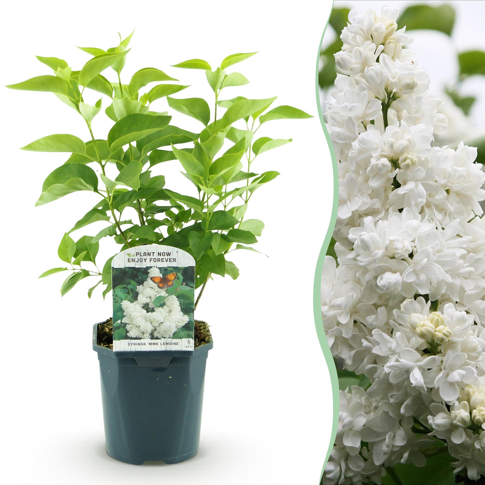 Everspring Syringa vulgaris Mme Lemoine, weiße Blühpflanze im Topf, 17cm Durchmesser, Höhe 45cm, winterhart, Gartenpflanze