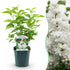 Everspring Syringa vulgaris Mme Lemoine, weiße Blühpflanze im Topf, 17cm Durchmesser, Höhe 45cm, winterhart, Gartenpflanze