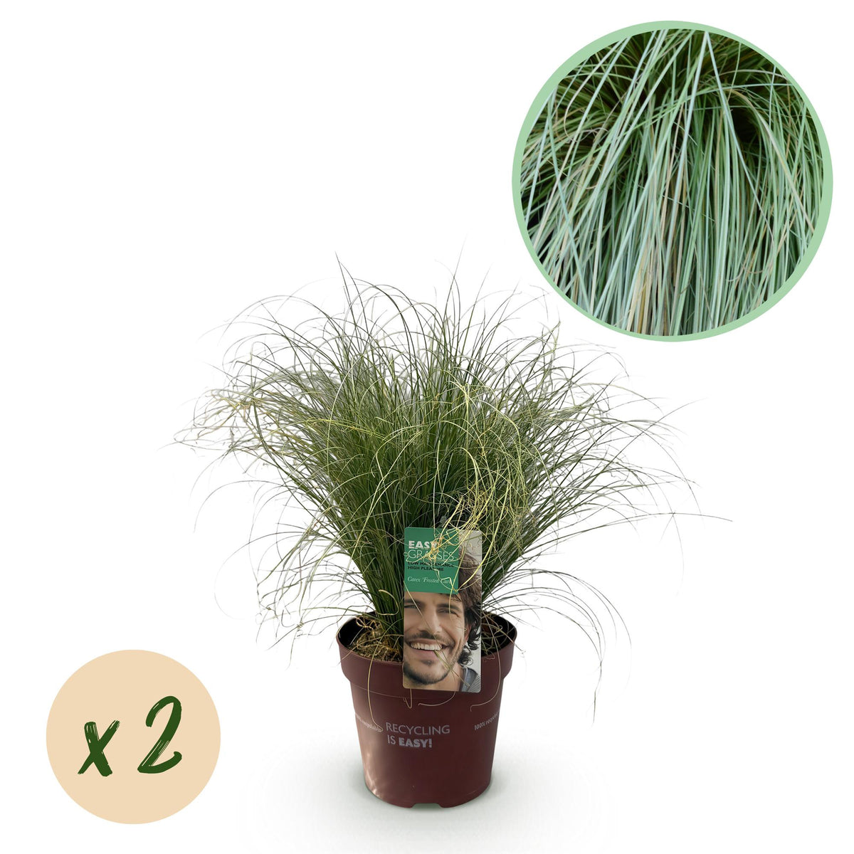 Zwei grüne Carex comans Frosted Curls Ziergräser in Töpfen, immergrün, ca. 50cm hoch, pflegeleicht, von Everspring.