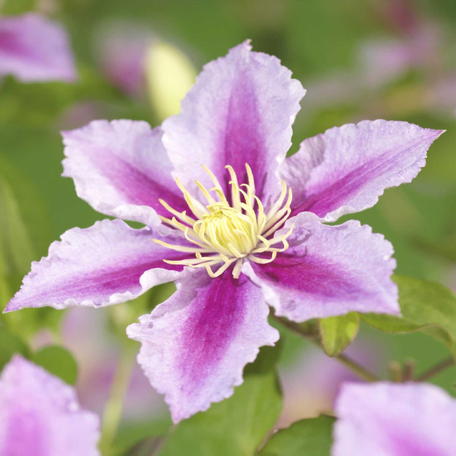 Clematis Piilu - Blüte Rosa - Wenig Pflege - 2 Pflanzen - Topf 11cm Höhe 40cm