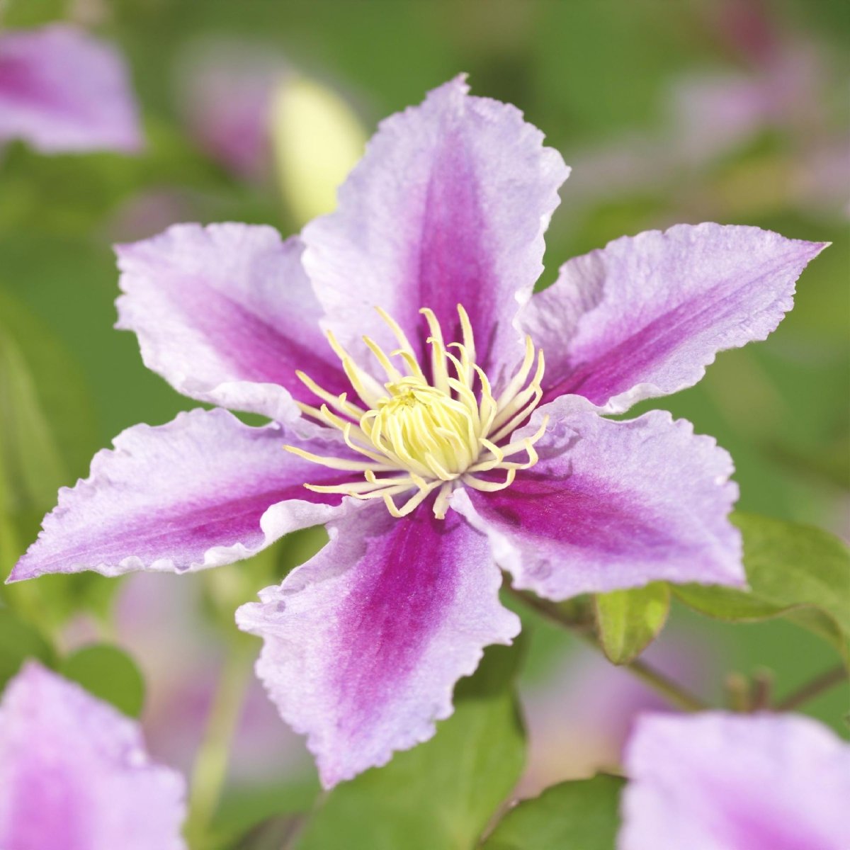 Clematis Piilu - Blüte Rosa - Wenig Pflege - 2 Pflanzen - Topf 11cm Höhe 40cm - Wurzelwerk Design