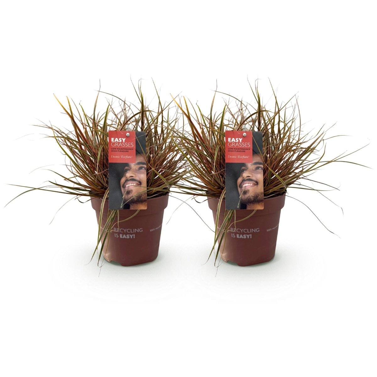 Uncinia rubra &