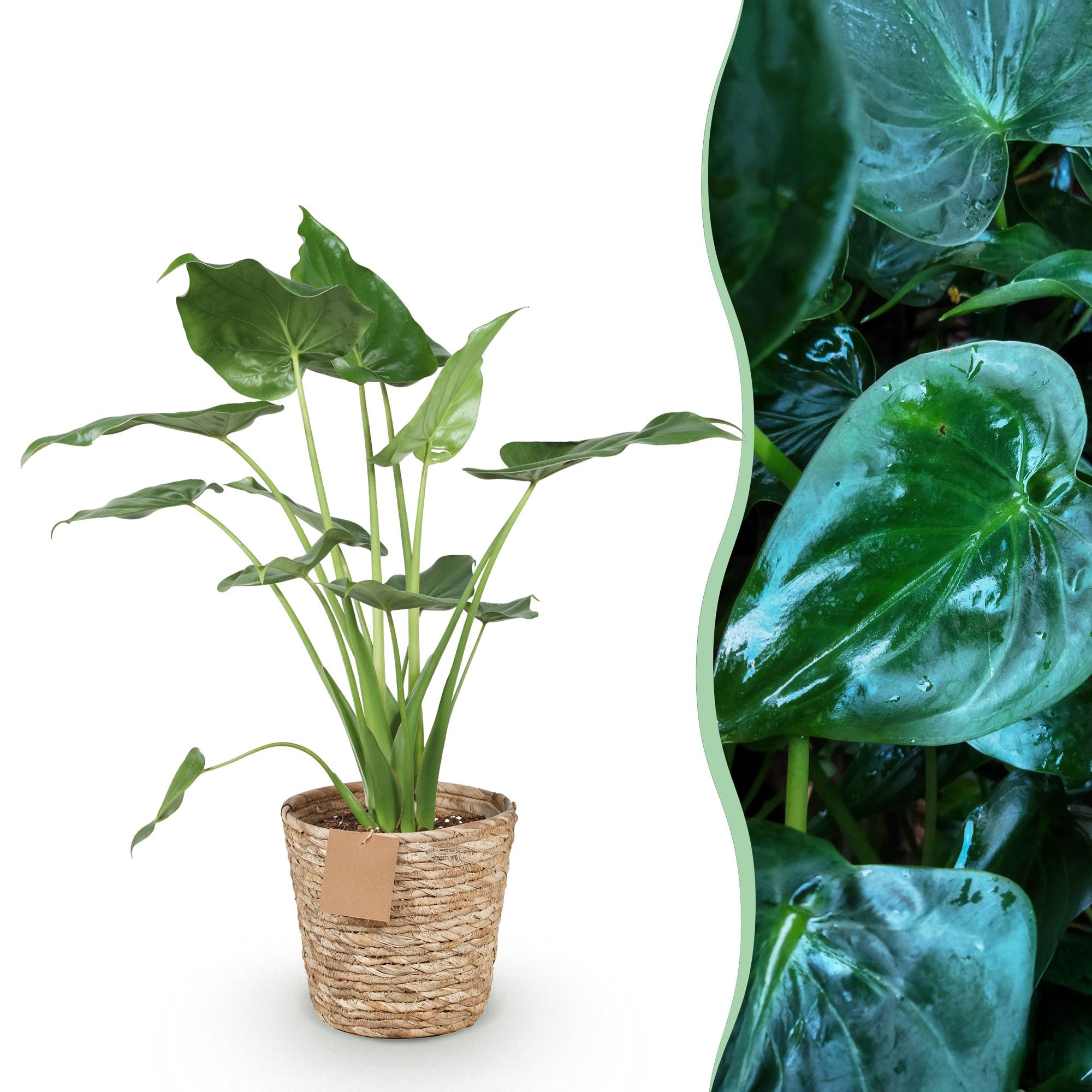 Alocasia Cucullata - Buddha-Hand Pflanze im Korb, Topf 21cm, Höhe ca. 65-70cm, Everspring, grüne Blätter