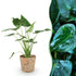Alocasia Cucullata - Buddha-Hand Pflanze im Korb, Topf 21cm, Höhe ca. 65-70cm, Everspring, grüne Blätter