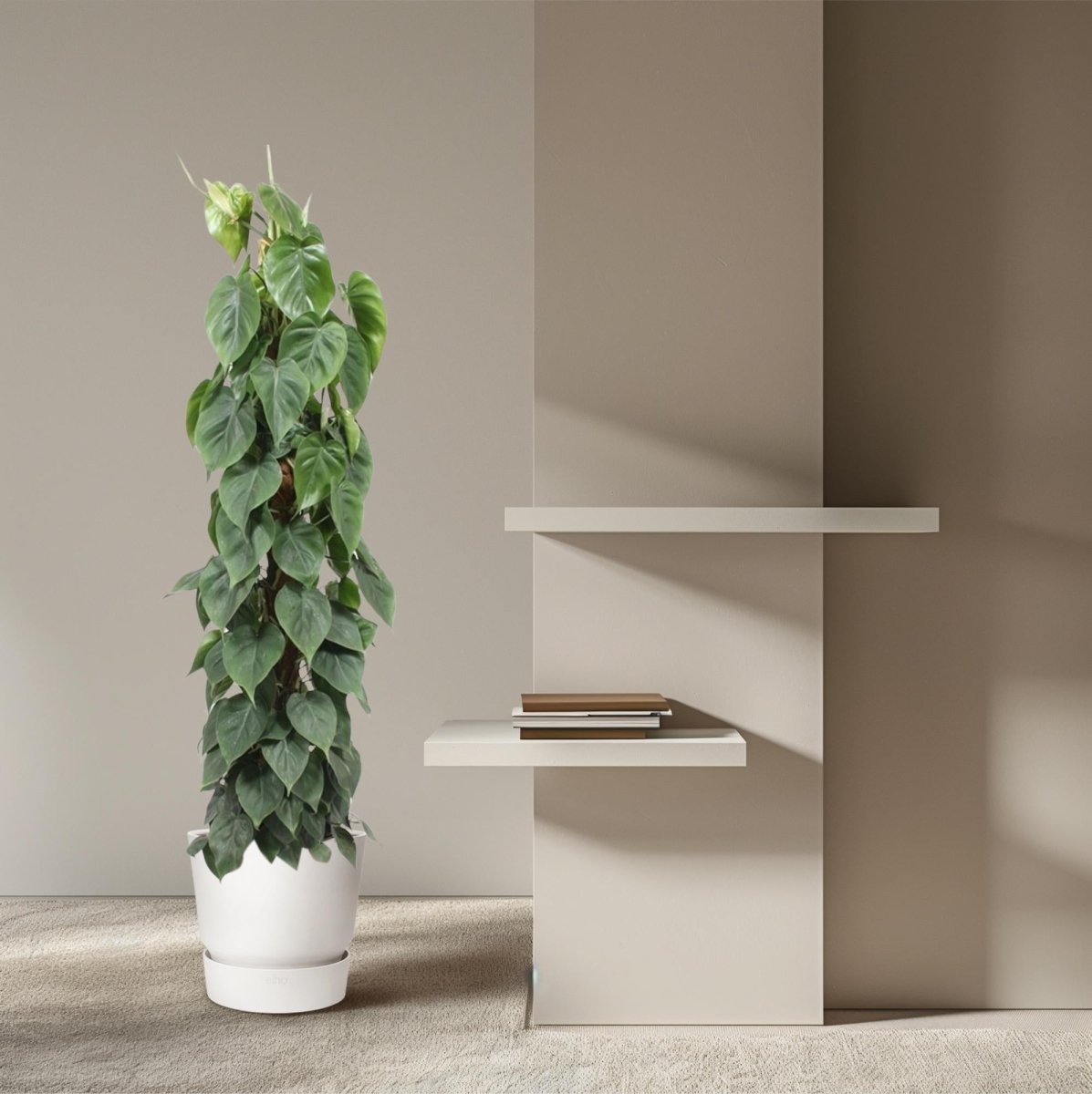 Philodendron scandens | Herzblatt - Philodendron – Pflegeleichte Kletter - &amp; Hängepflanze - Wurzelwerk Design