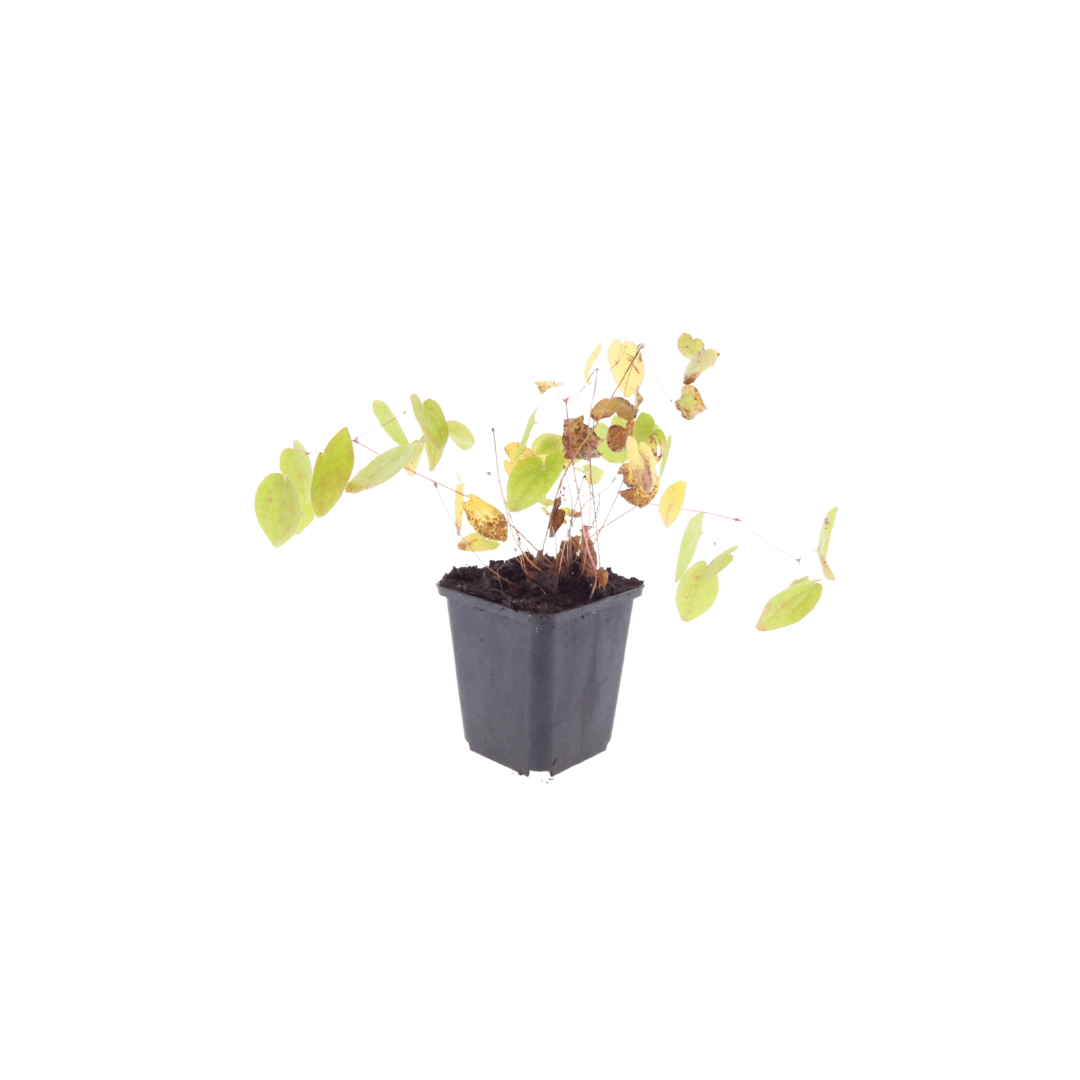 Sechs Epimedium y. &