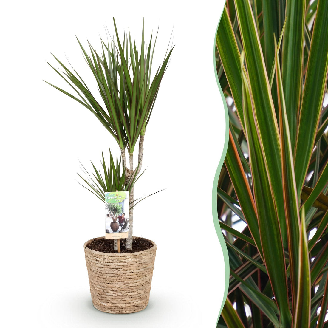 Grüner Dracaena Marginata Zimmerpflanze von Everspring in Korb, 70-80cm hoch, pflegeleicht, mit Topf 17cm Durchmesser