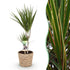 Grüner Dracaena Marginata Zimmerpflanze von Everspring in Korb, 70-80cm hoch, pflegeleicht, mit Topf 17cm Durchmesser
