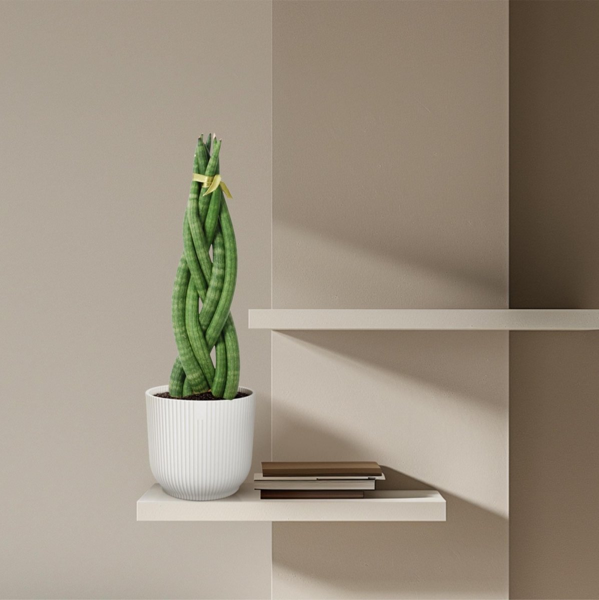 Sansevieria cylindrica ‘Twist’ – 40 cm Spiralen‑Bogenhanf - Wurzelwerk Design