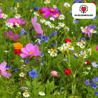 Wildblumensamenmischung – 100 g | Bienenfreundlich &amp; heimisch - Wurzelwerk Design