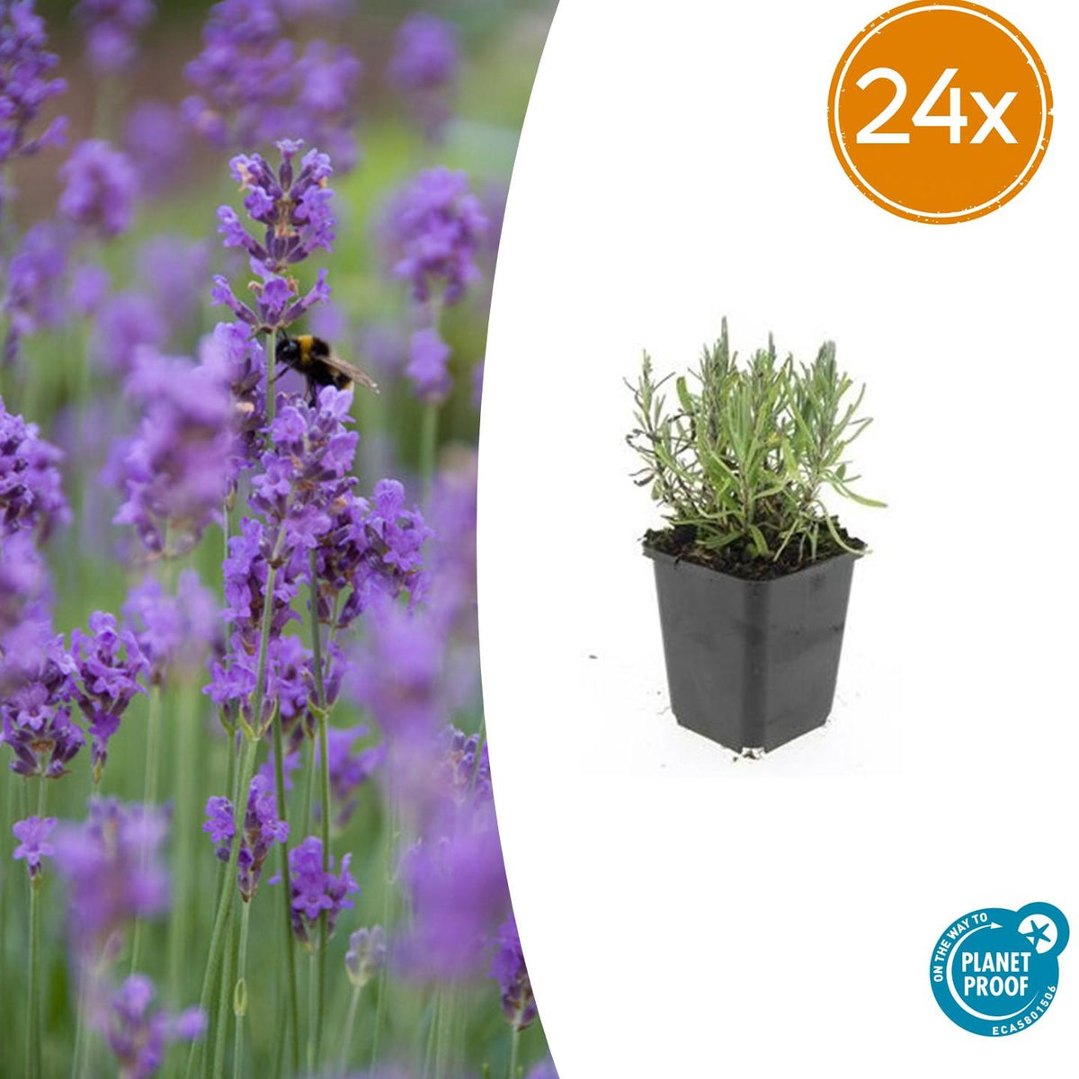 24 Lavendelpflanzen Lavandula angustifolia &