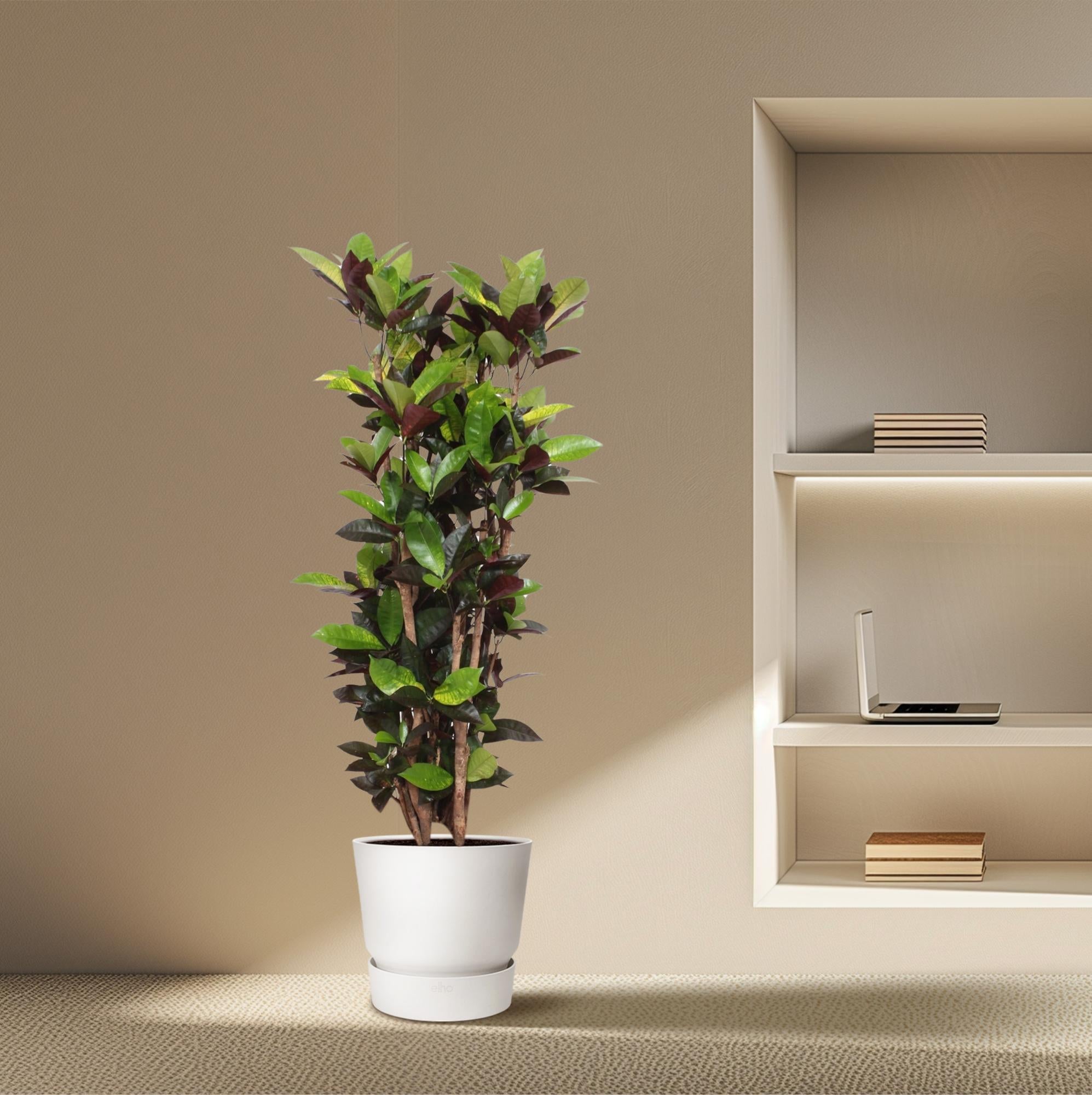 Codiaeum Mammi verzweigt 